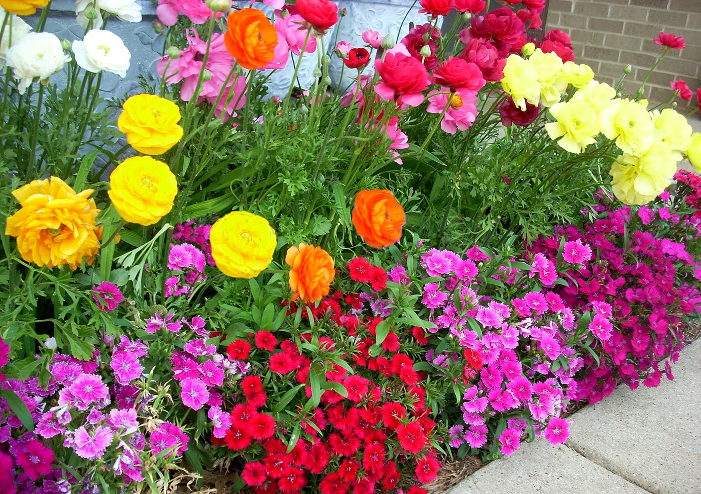 summer texas annuals flowers annual