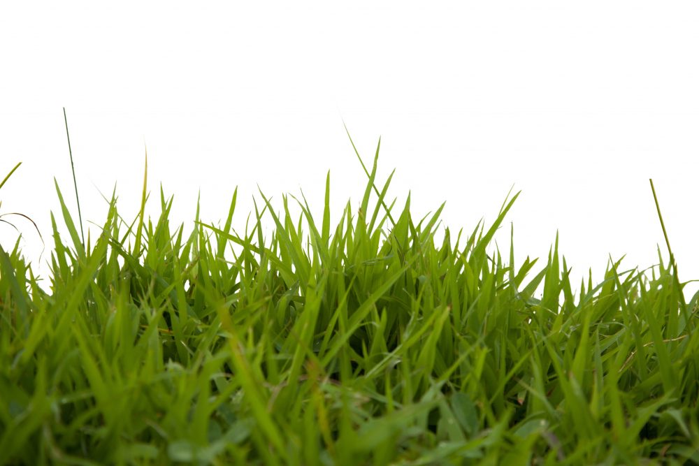 Frisco, St. Augustine Grass